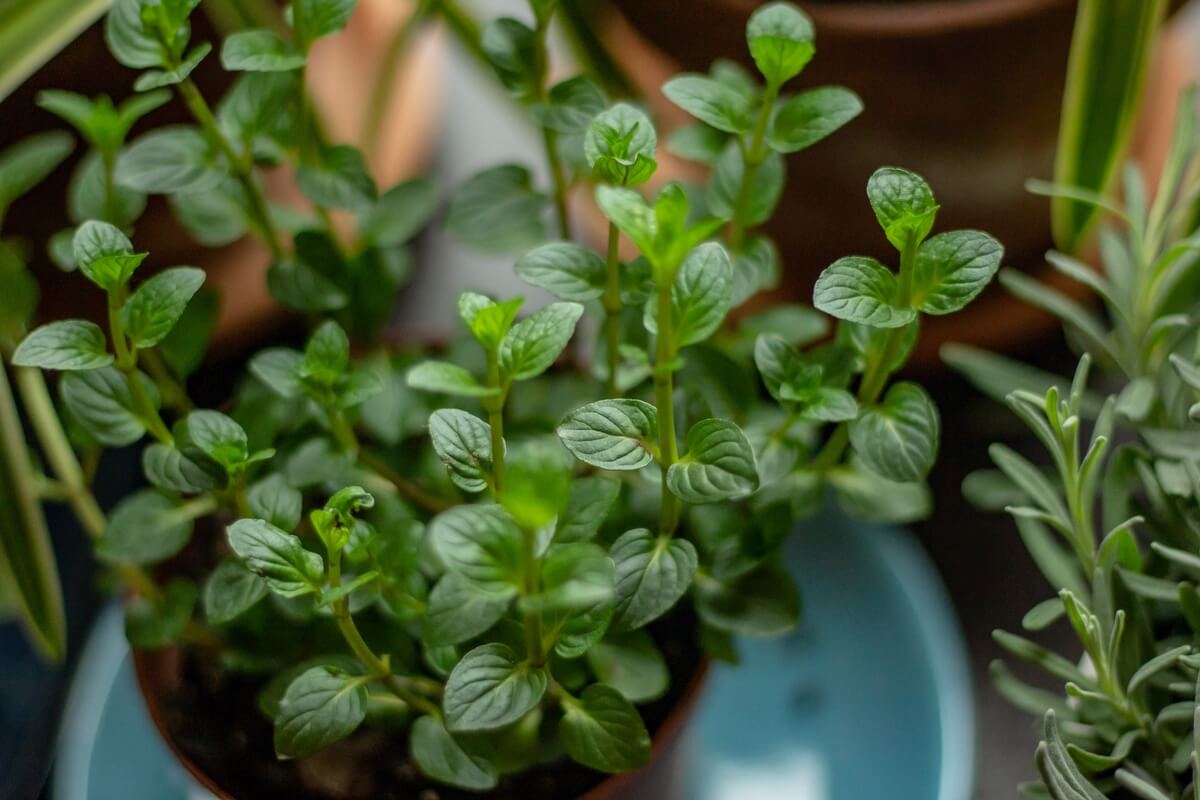 chocolate mint growing in a pot