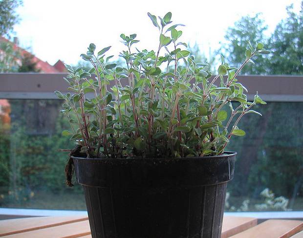 oregano growing indoors