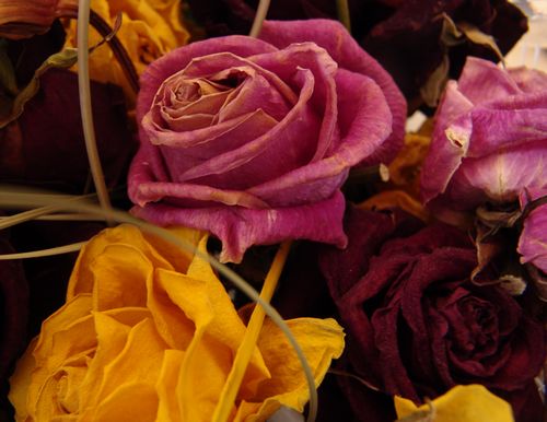 dried roses