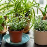 herbs growing indoors