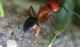 macro view of an ant on a leaf