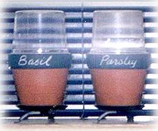 seedling pots with chalk board labels
