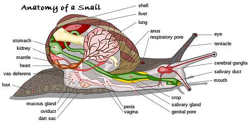 anatomy of a snail