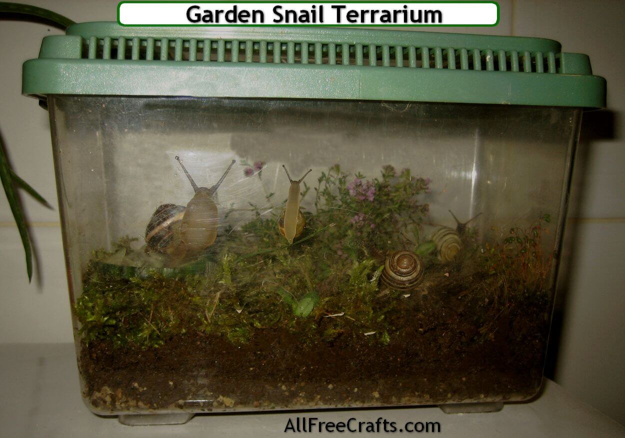 How to Keep Pet Garden Snails - Free Crafts