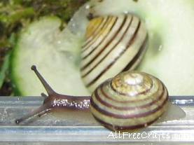 snails having a snack