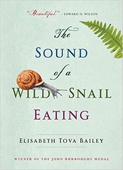 the sound of a wild snail eating