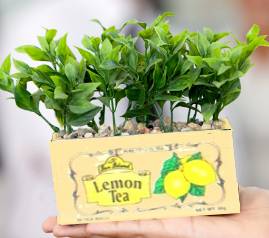 teabox planter