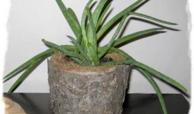 tree bark pot