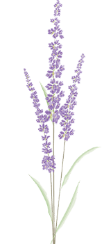 lavender graphic