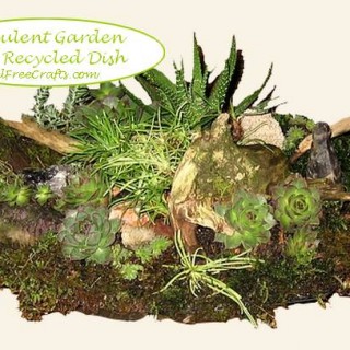 succulent garden in a recycled shallow dish