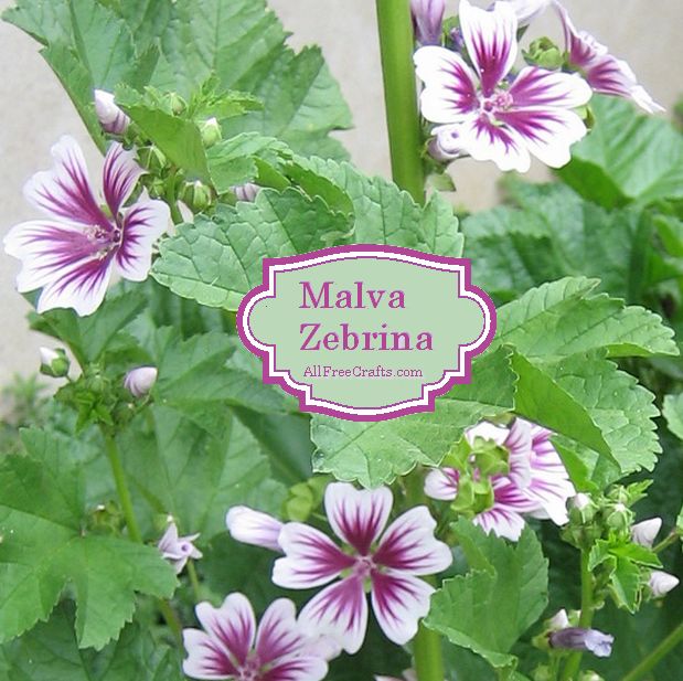 perennial: malvia zebrina