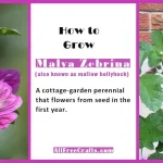 how to grow malva zebrina from seed to flower in the first year