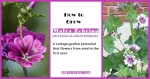 how to grow malva zebrina from seed to flower in the first year