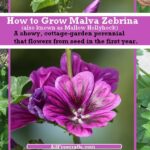 malva zebrina banner