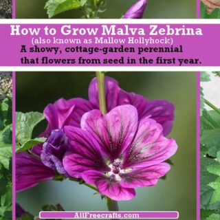 malva zebrina banner