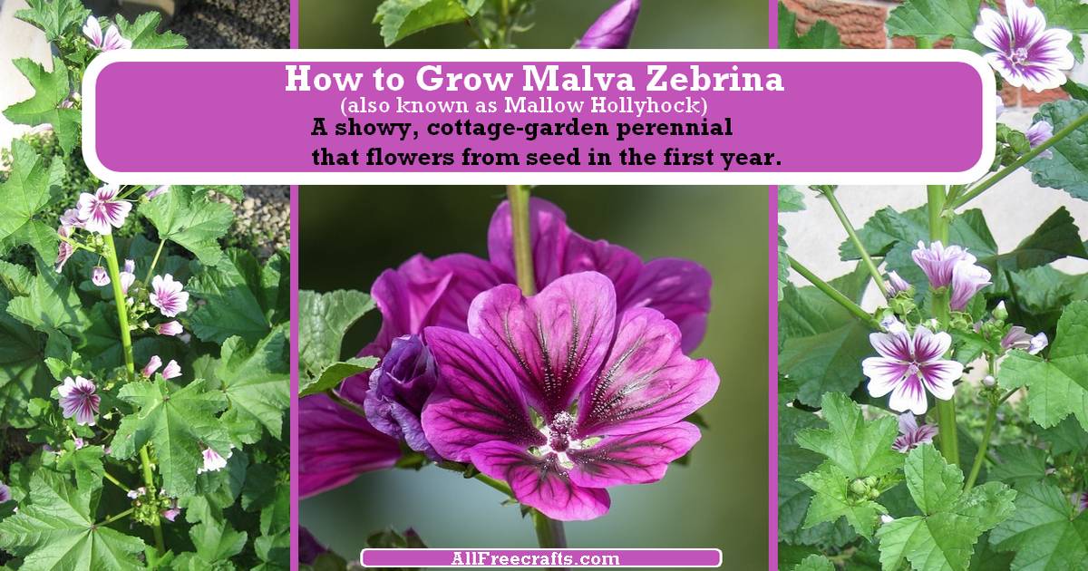 malva zebrina banner