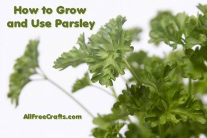 how to grow parsley