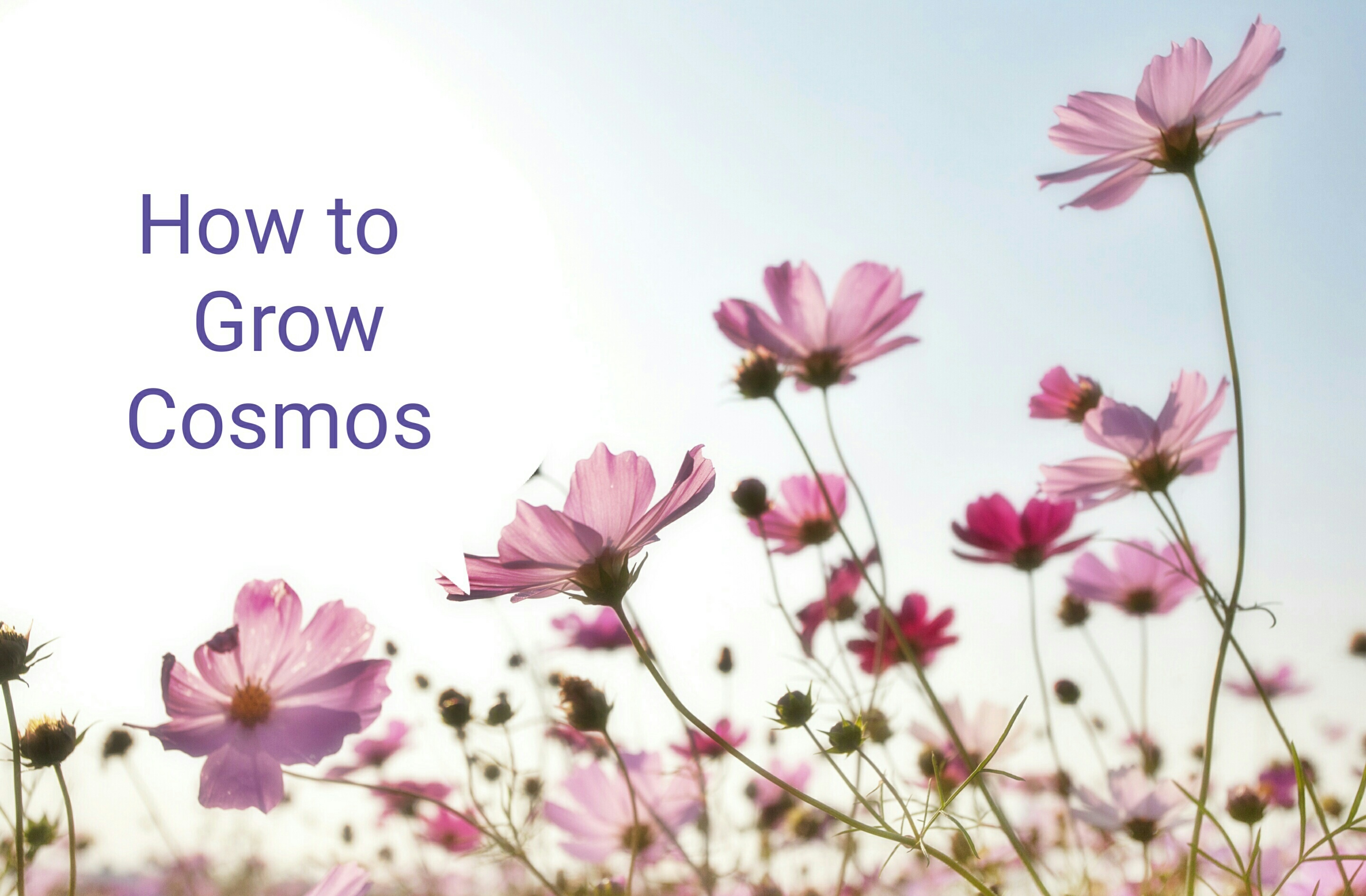 Flowering cosmos