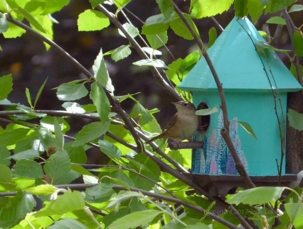 wren perched on a decoupage bird box