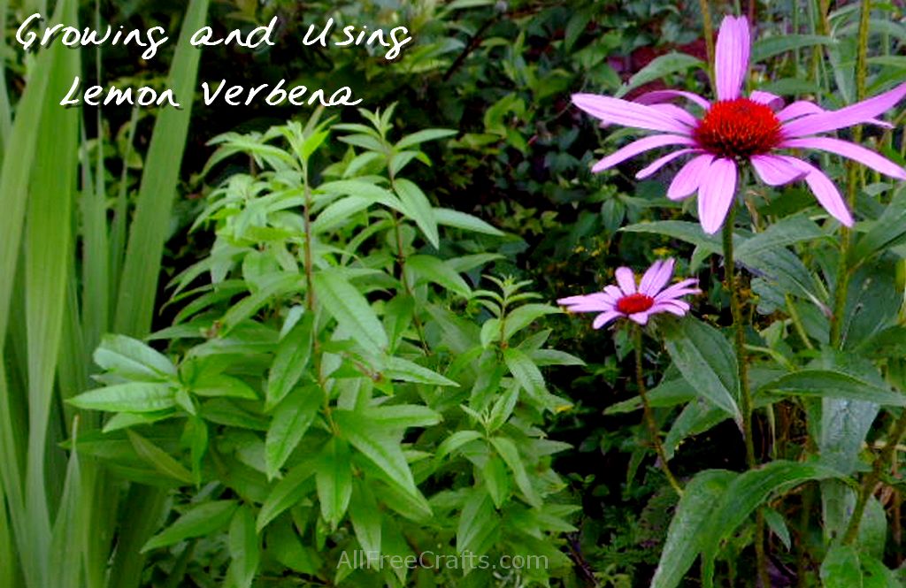 lemon verbena growing next to purple coneflower