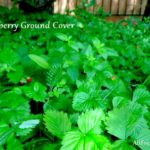 wild strawberries grown as ground cover