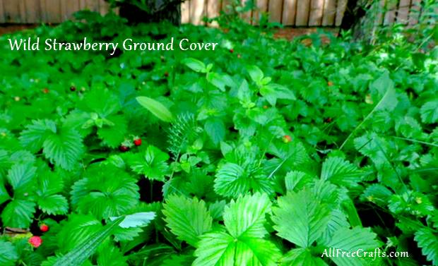 wild strawberries grown as ground cover