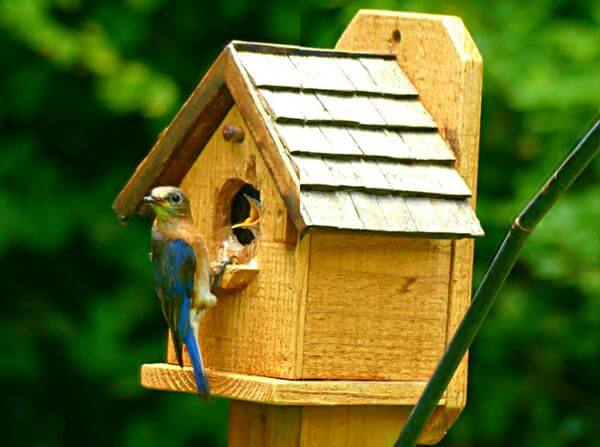 blue bird feeding baby bird in nest box