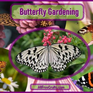 butterfly gardening