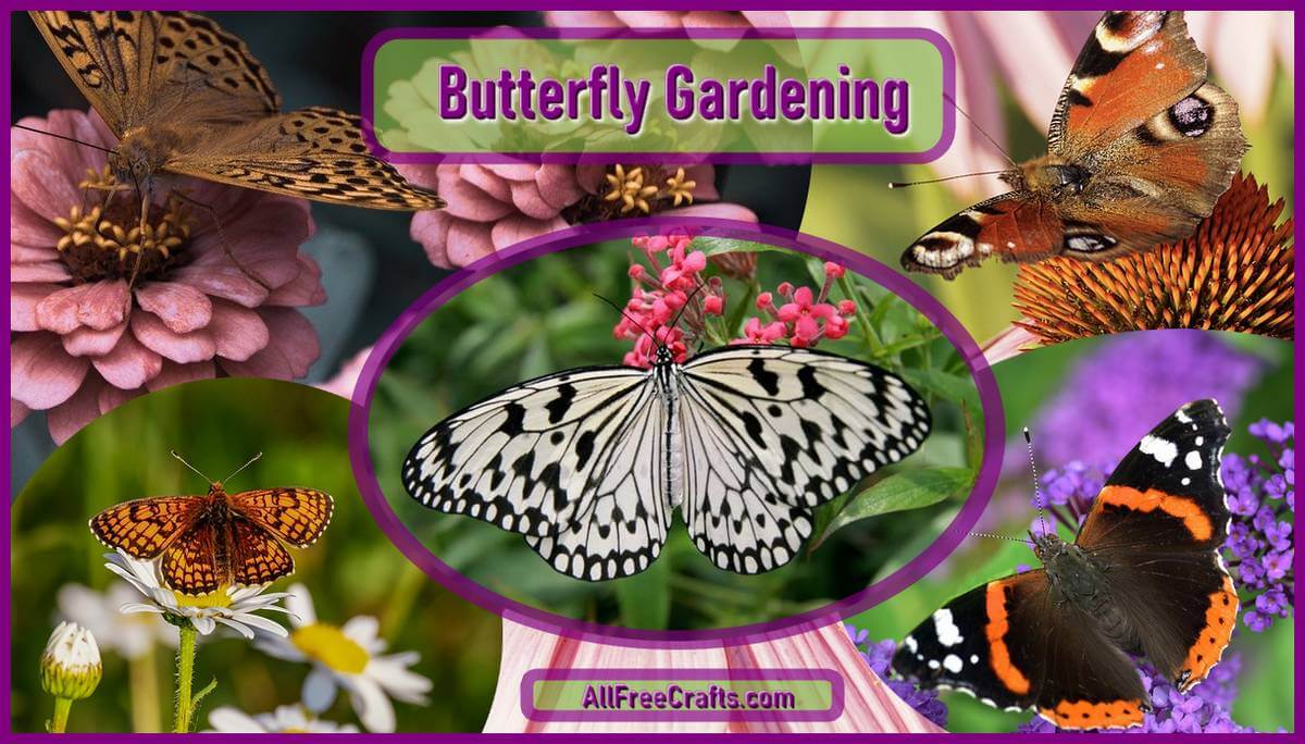 butterfly gardening