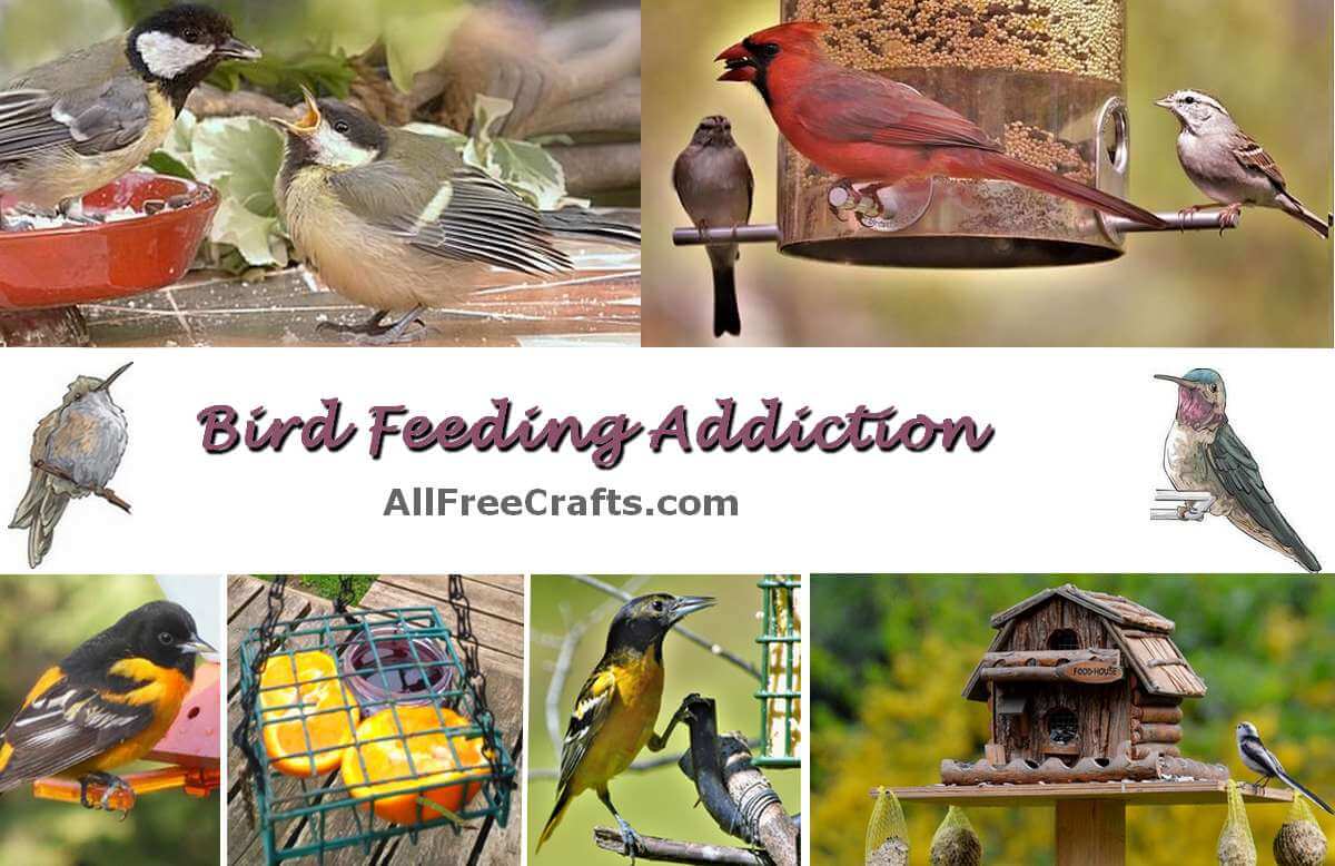bird feeding addiction banner
