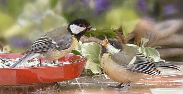 bird feeds baby seed