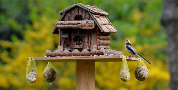 food house for birds