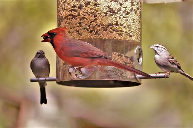 cardinal on bird feeder