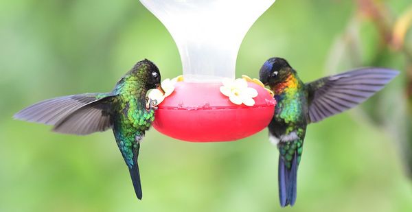 two hummingbirds on a red feeder