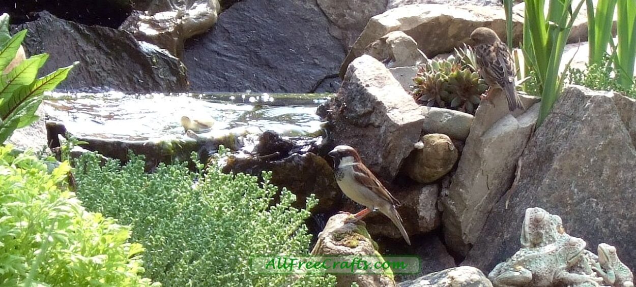 sparrows drinking in a backyard pond and waterfall