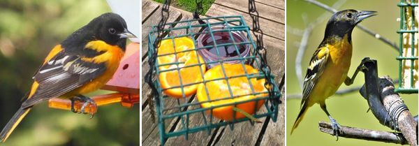 trio of oriole feeders