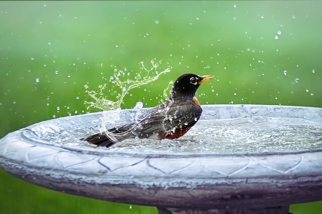 robin in bird bath