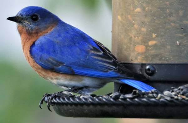 bluebird on a feeder filled with black-oil sunflower seeds