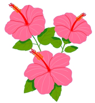 pink hibiscus flowers