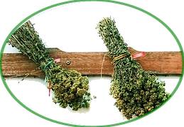 bunches of dried oregano hanging upside down