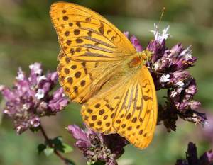 yellow butterfly on purple oregano flowers