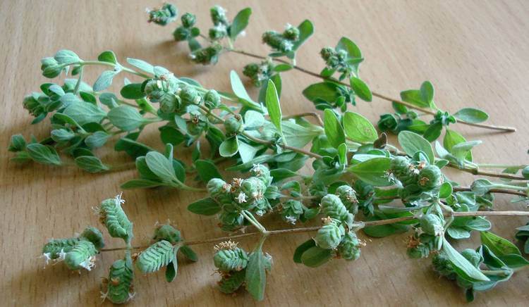 stems or oregano ready for cooking