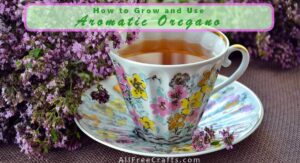 oregano flowers and a cup of oregano tea