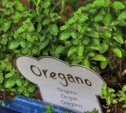 oregano plant for sale in the garden center