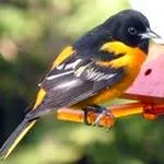 male oriole on an orange oriole feeder