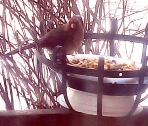 Feeding Wild Birds with Food Scraps - All Free Crafts