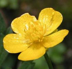 buttercup (7K)