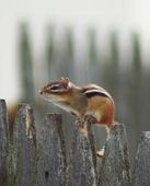 chipmunk (4K)