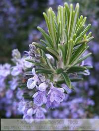 rosemary in flower