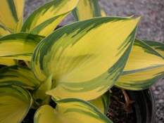 hosta (7K)